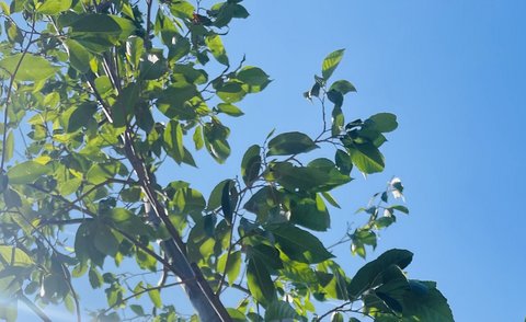Baum, mit einem Schild, auf dem INGENIUM steht