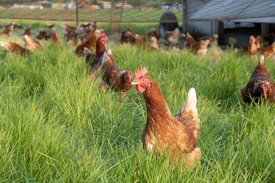 Happy free-range chickens enjoying nature in the lush grass in the evening sun