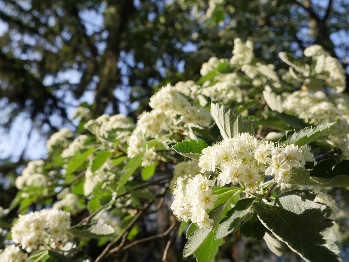 Bäume verstreuen Pollen