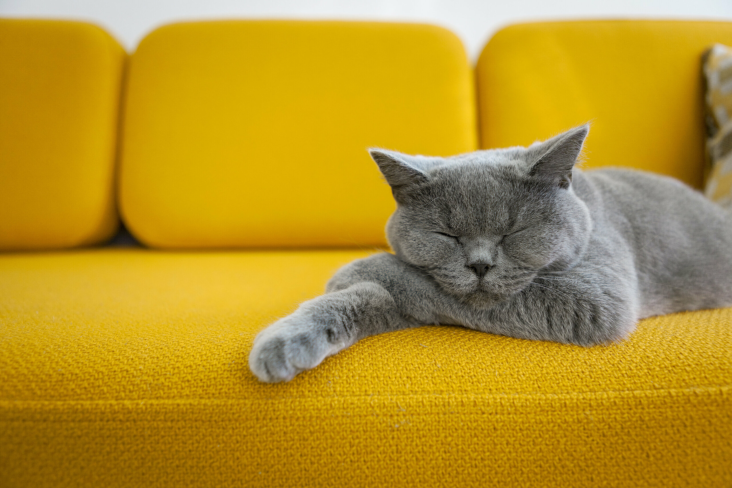 Cat snoozing on sofa
