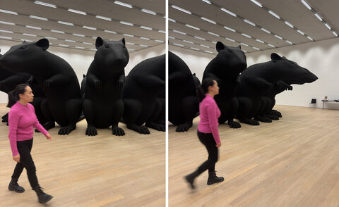 Studentin geht um das Ausstellungsstück 'Rattenkönig' herum